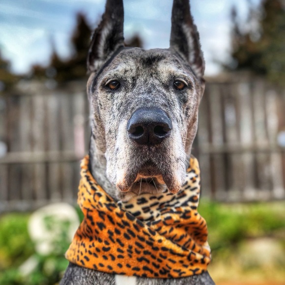 Cheetah Print Dog Scarf - Picture 3 of 8